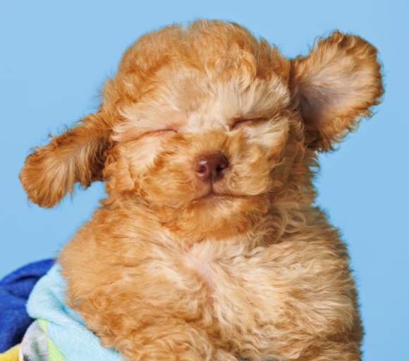 Welcome to The Grooming Retreat